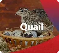 Discover our products for Quail