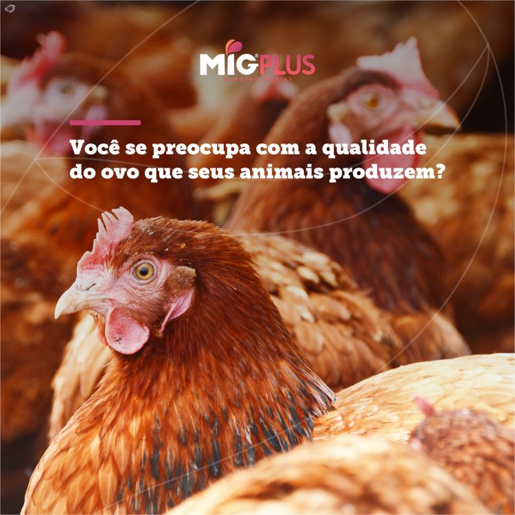 Você se preocupa com a qualidade do ovo que os seus animais produzem?