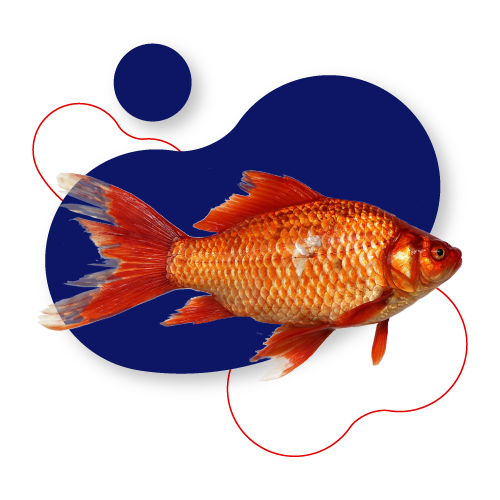 Peixes / Aquacultura