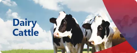 Discover our products and feed for dairy cattle
