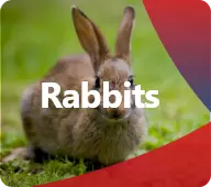 Discover our products for Rabbits