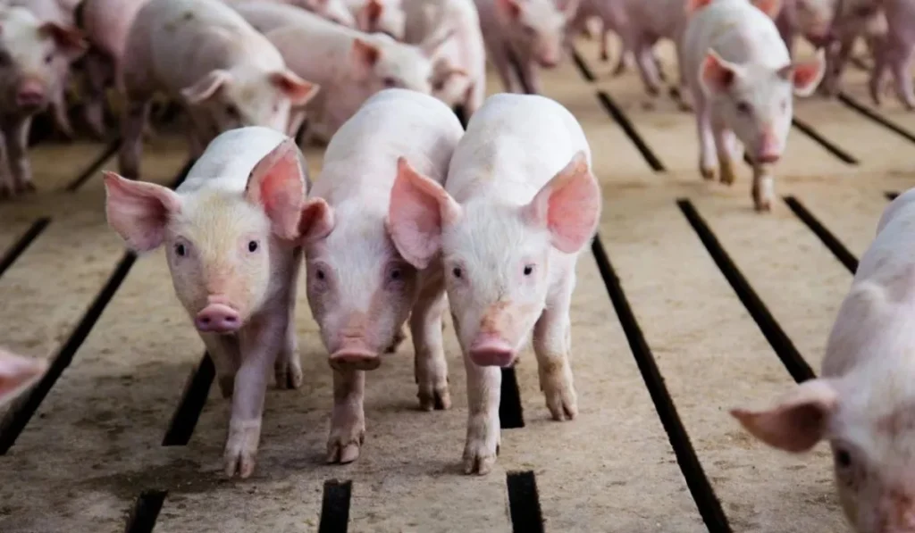 Qual nutrição adequada para fase produtiva de suínos na creche?