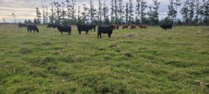 Sistema de Produção Extensivo de Bovinos