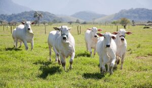 Sistema de produção semi-intensivo de bovinos