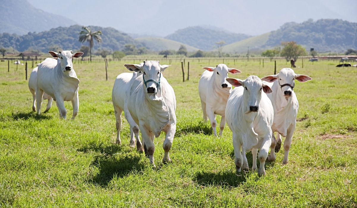 Sistema de produção semi-intensivo de bovinos