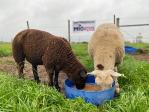 Suplementação alimentar em cordeiros aumenta produtividade