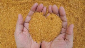 DDGs na alimentação animal