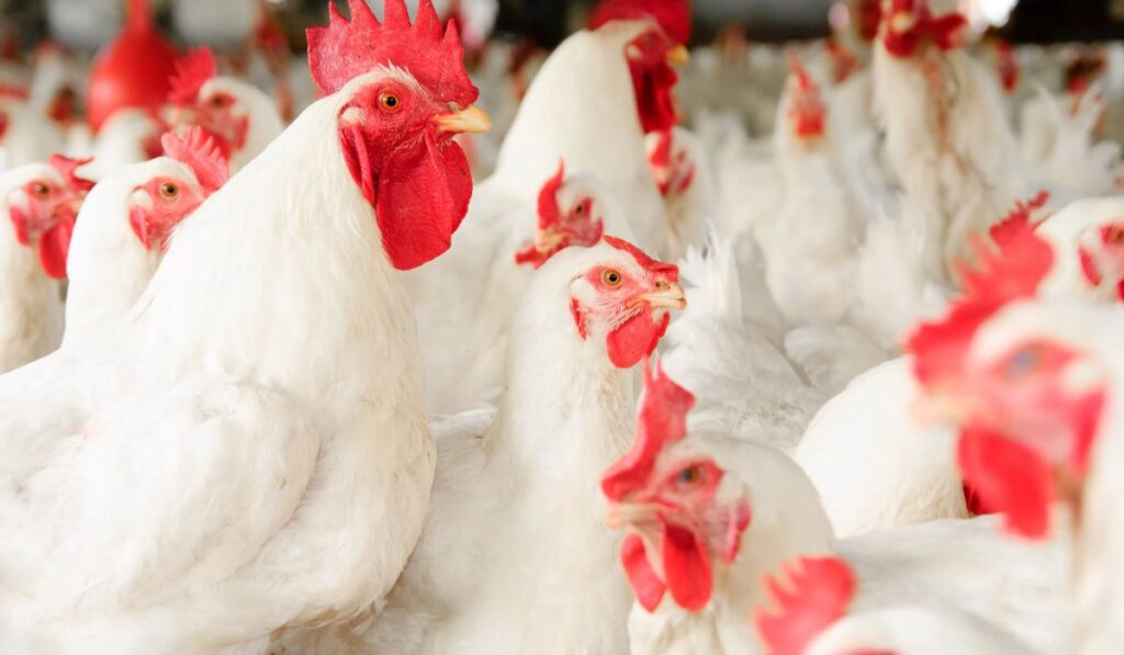 Manejo do Frango de Corte