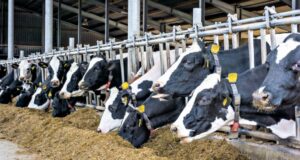 Tripé da produção animal