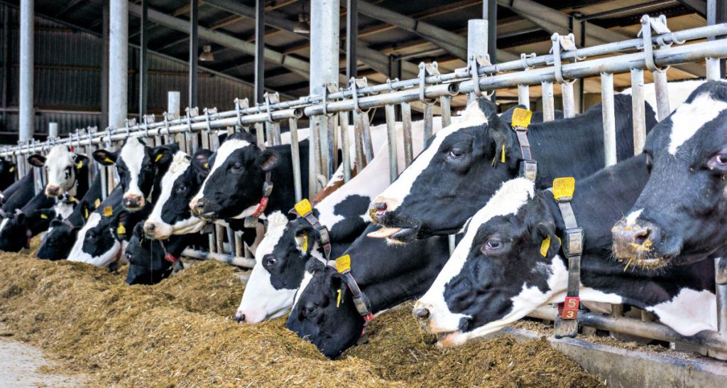 Tripé da produção animal