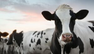 Eficiência Alimentar na Pecuária de Leite