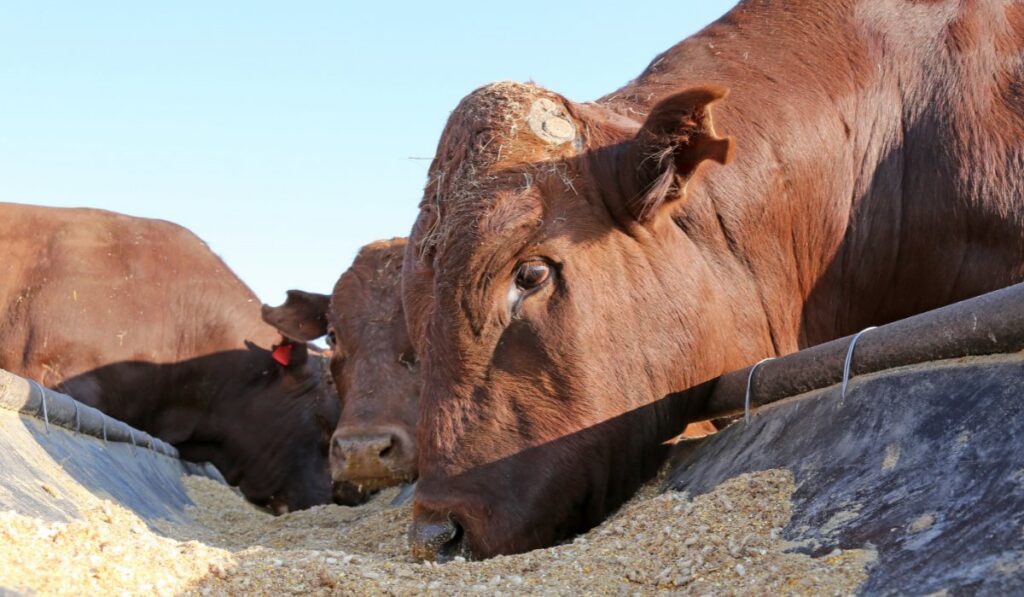 Nutrição de Ruminantes Nutrição de Ruminantes